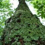 Lichen Tree